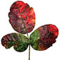 Poison Oak