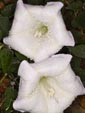 Jimson Weed