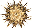 Milk Thistle