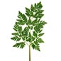 Poison Hemlock