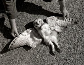 Owl