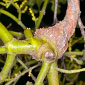 Wicked Botany
