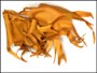 Orange Remnant