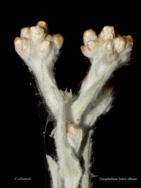 Cudweed