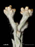 Cudweed