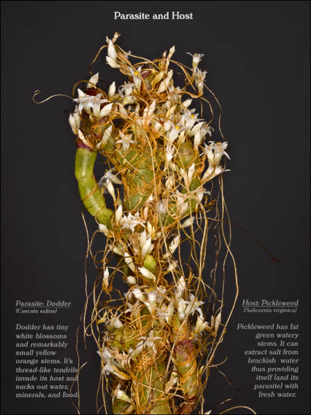 Dodder and Pickleweed