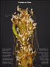Dodder and Pickleweed