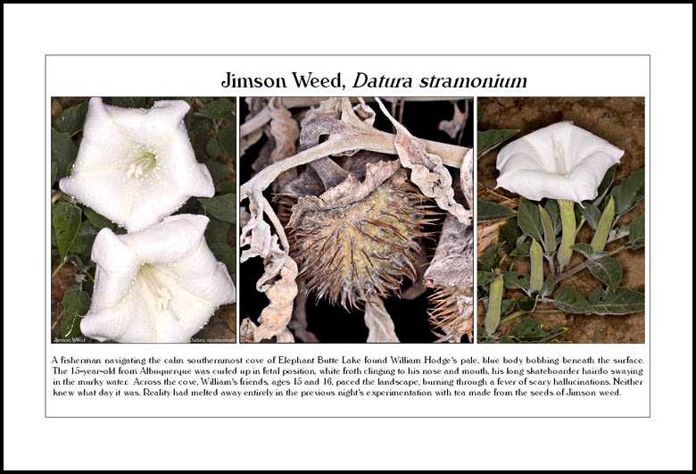 Jimson Weed
