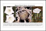 Jimson Weed