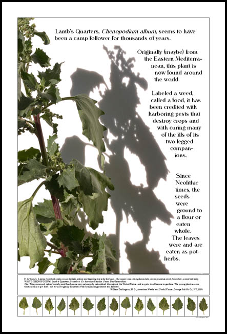 Lambs Quarters