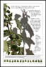 Lambs Quarters