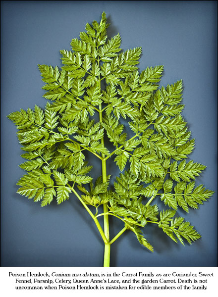 Poison Hemlock