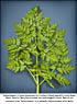 Poison Hemlock