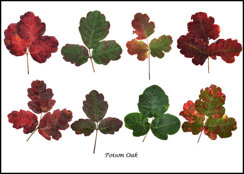 Poison Oak