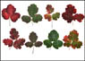 Poison Oak