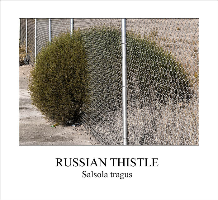 Russian Thistle
