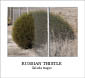 Russian Thistle