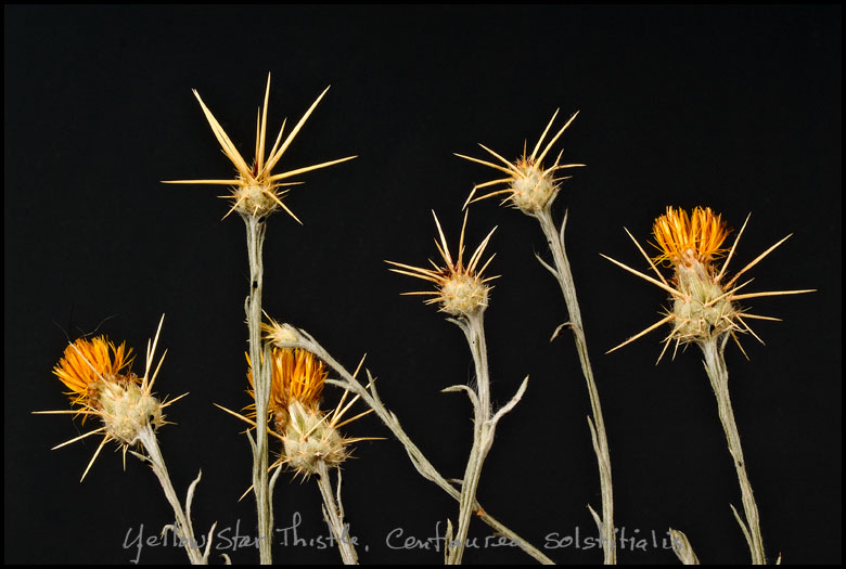 Yellow Star Thistle