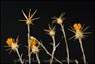 Yellow Star Thistle