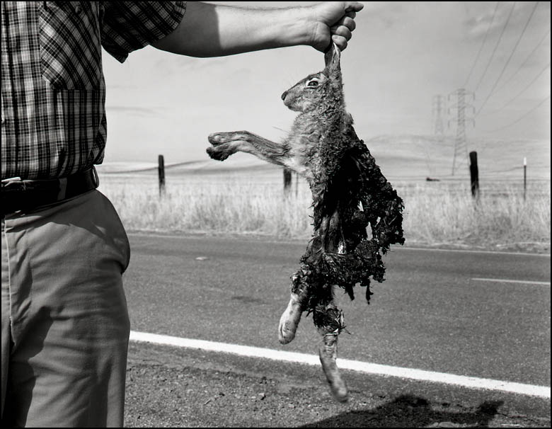 Rabbit