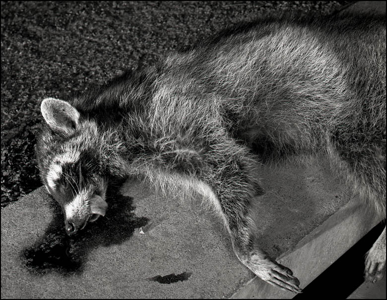 Raccoon