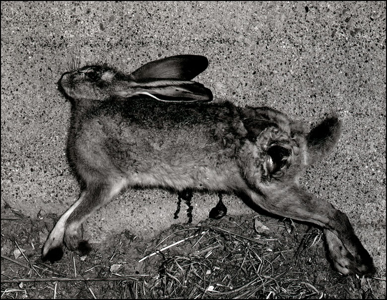 Rabbit