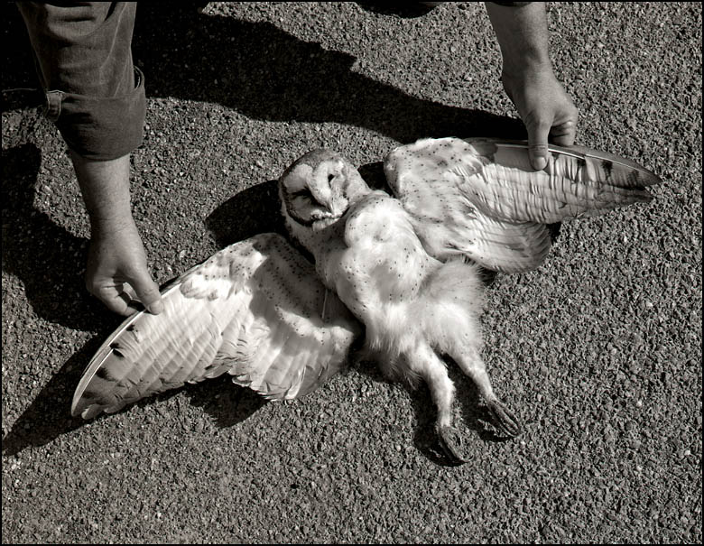 Barn Owl