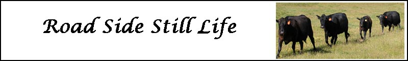 Road Side Still Life Banner